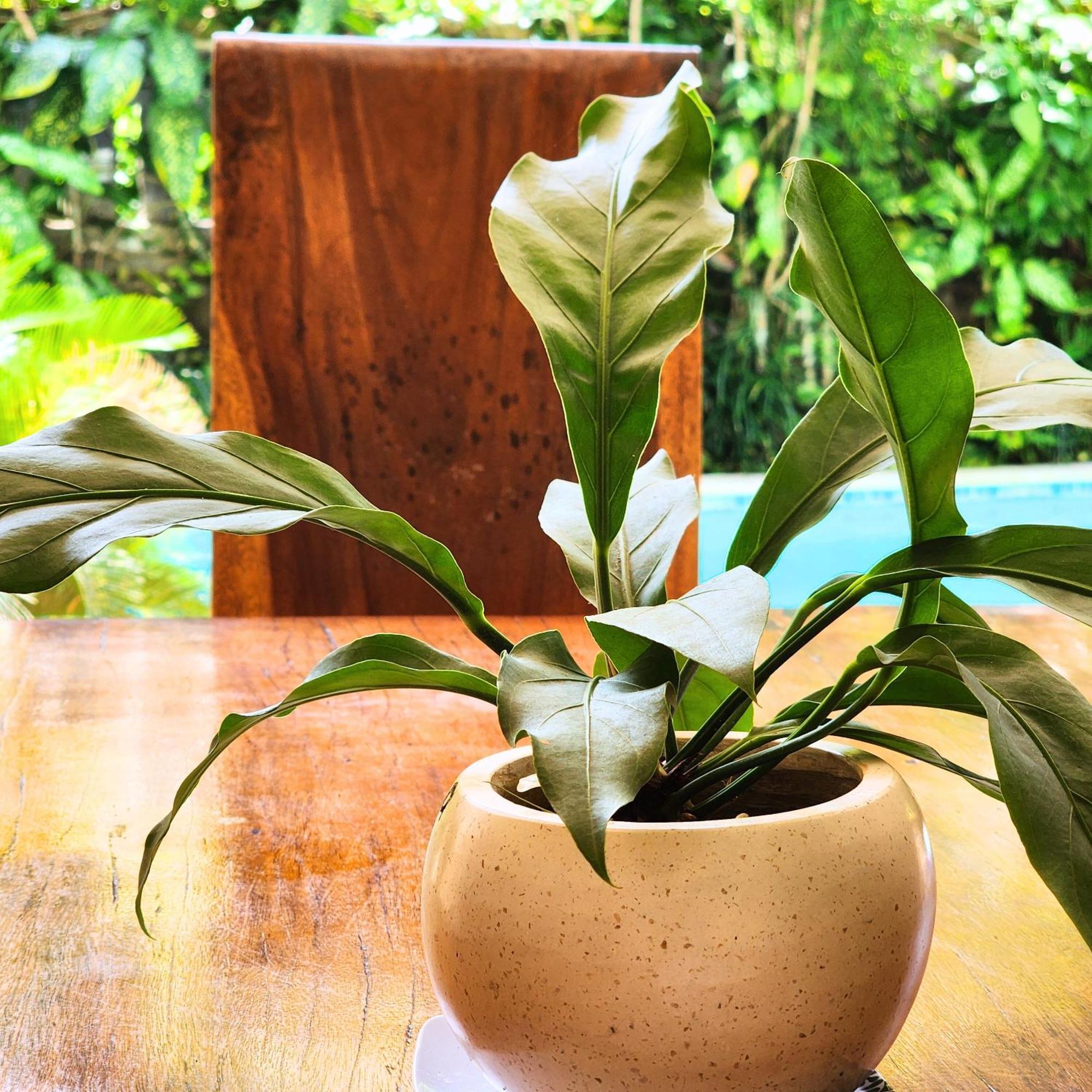 Danaya'S Villa Ubud Esterno foto